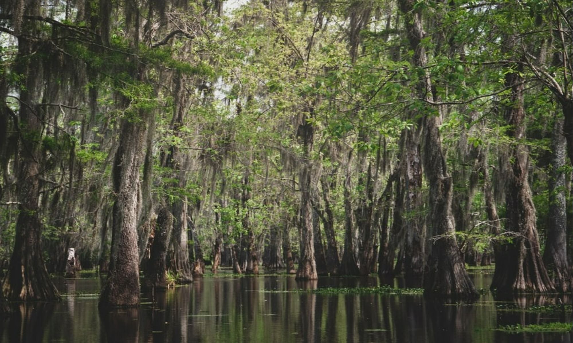 Book Your Fishing Charter in Abbeville, LA
