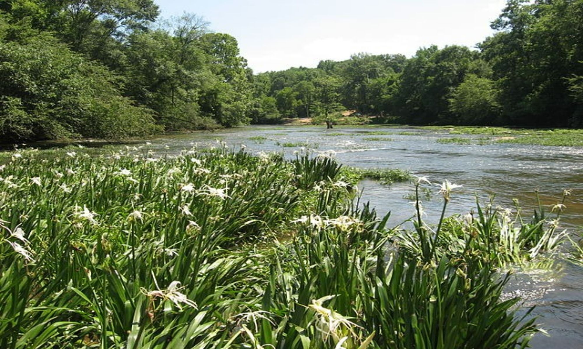 Book Your Fishing Charter in Addison, AL