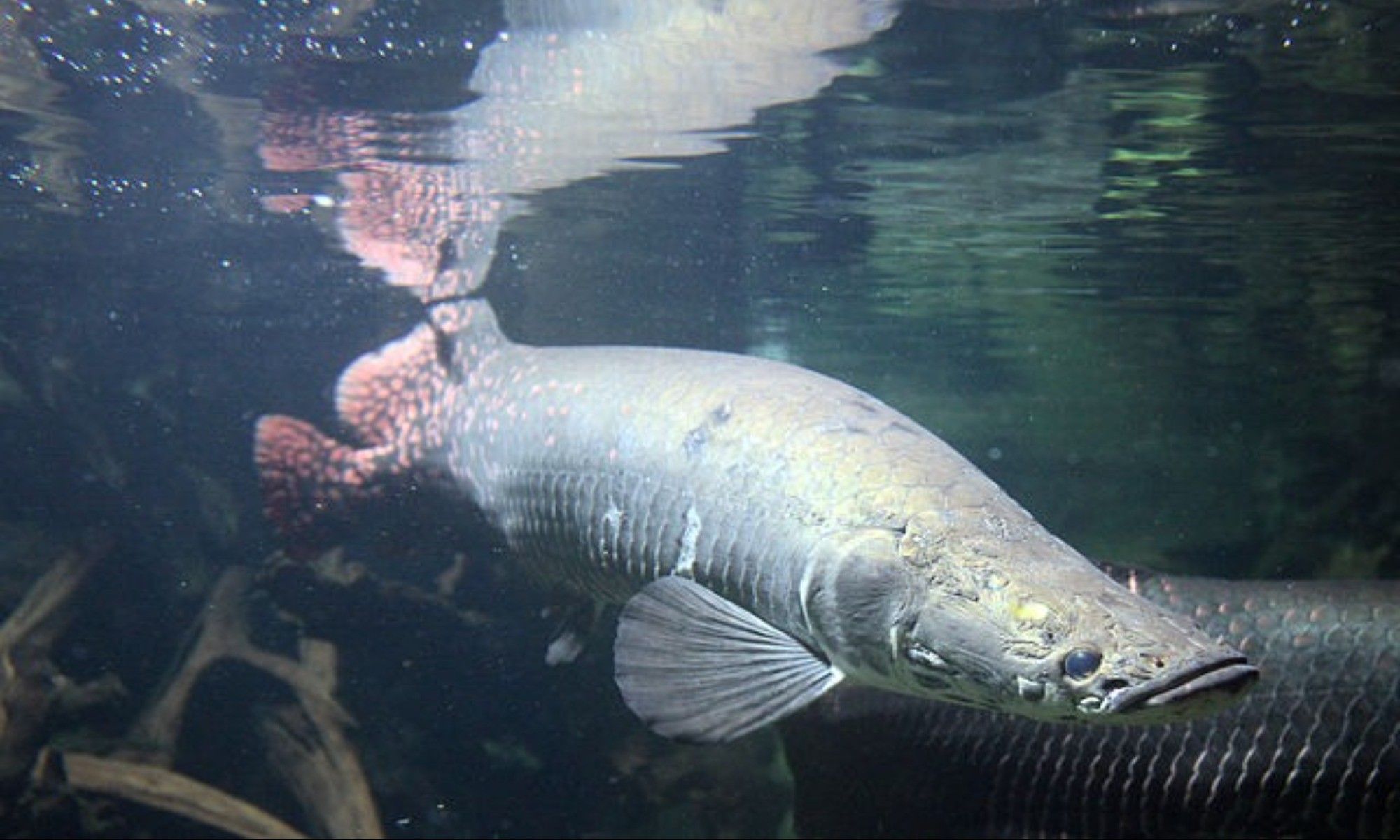 Arapaima: Are They Dangerous? 