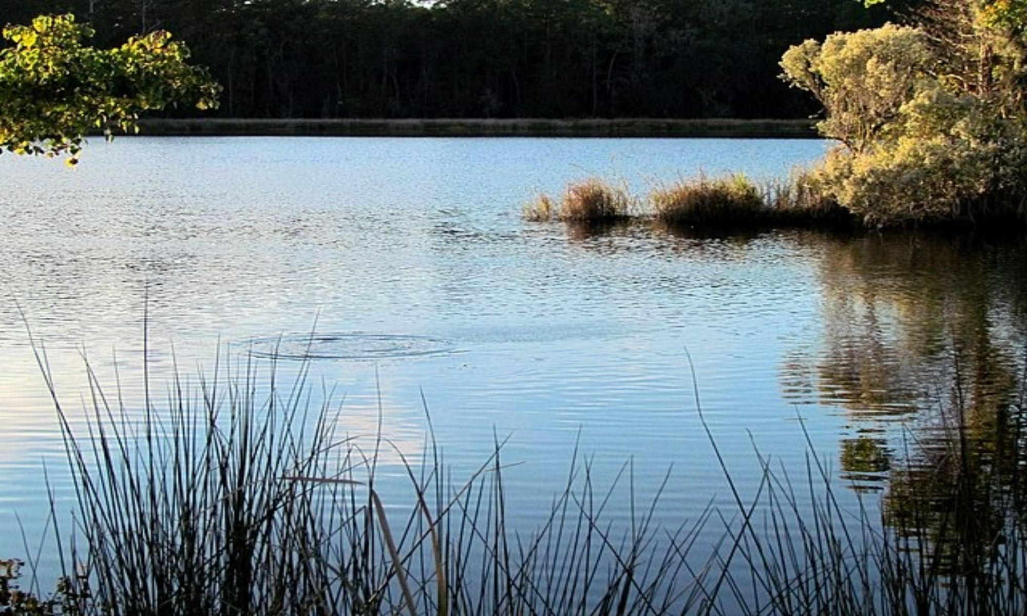 Book Your Fishing Charter in Barnwell, SC