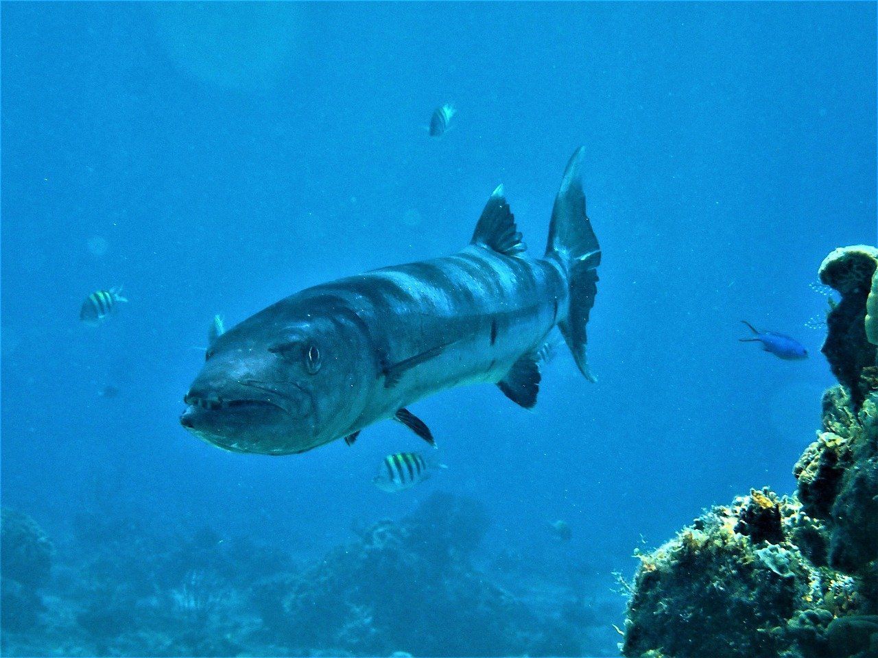 Great Barracuda in Miami, FL