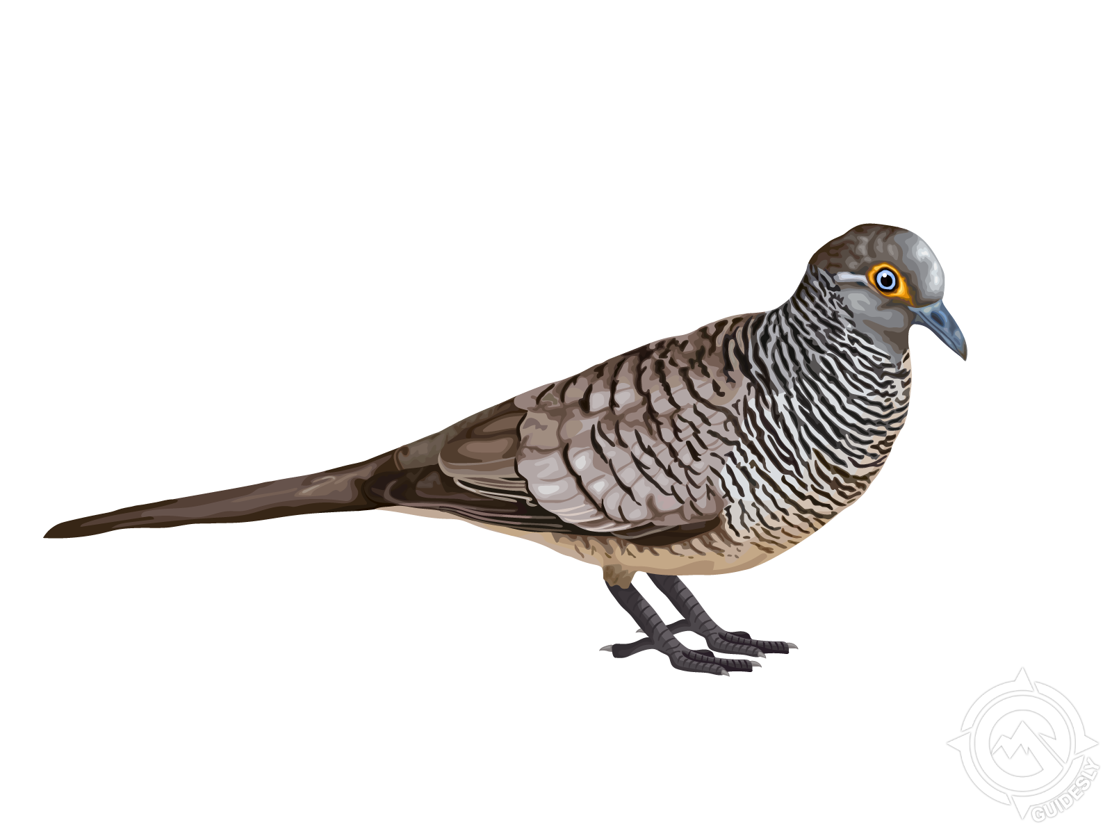 Barred Dove