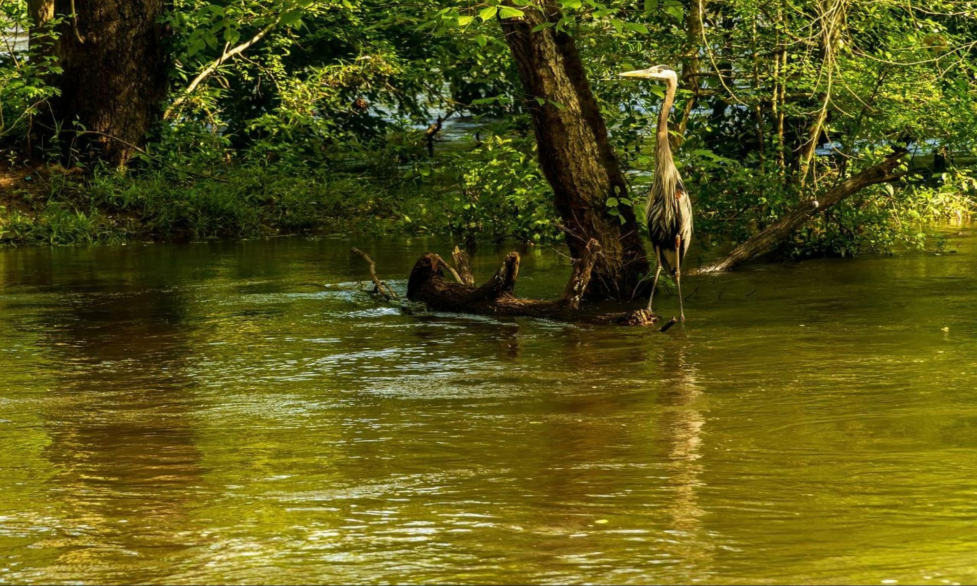 Bishopville, SC Fishing: Small Historical City with Fair Freshwater Fishing Opportunities