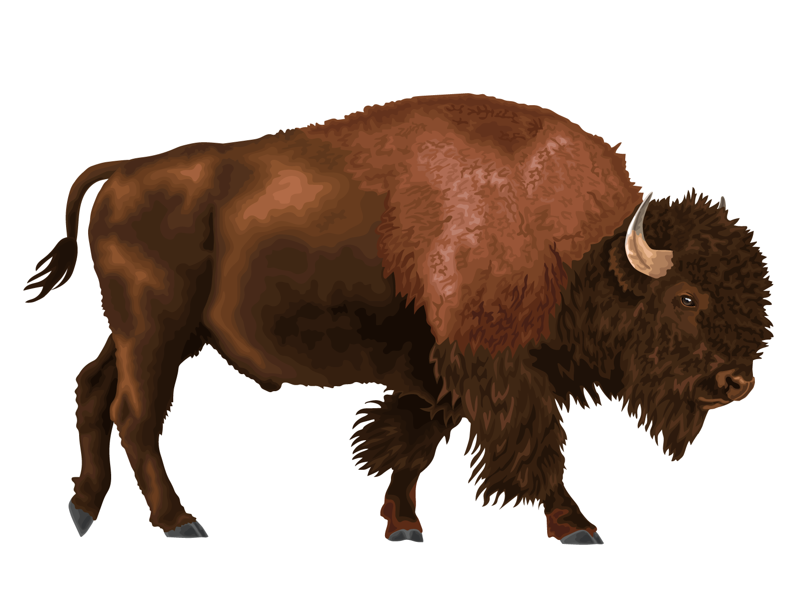 Bison
