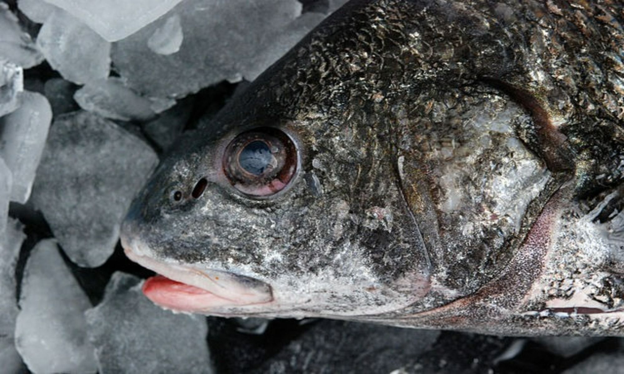 Best Places to Fish for Black Drum