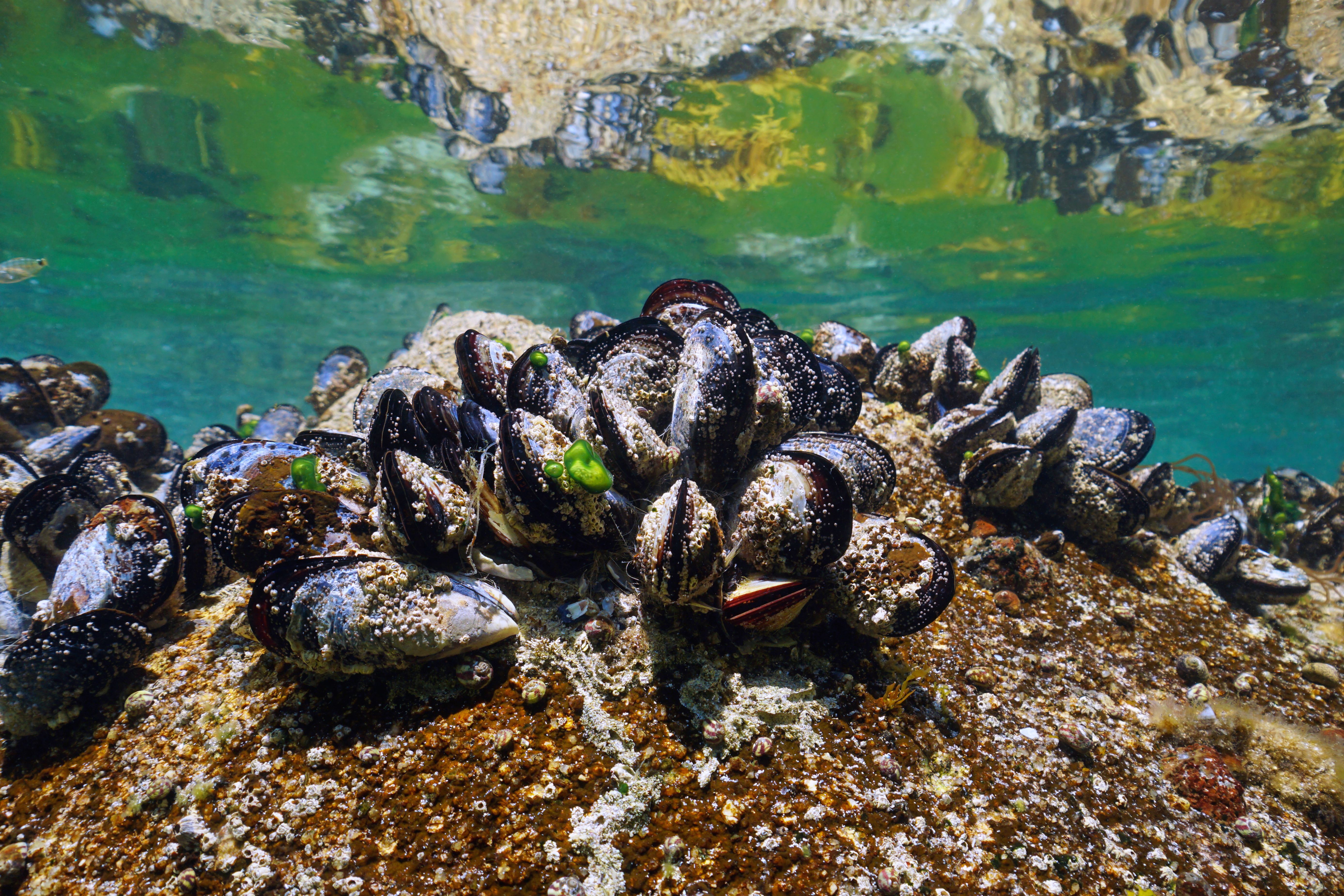 Cluster of Blue Mussels