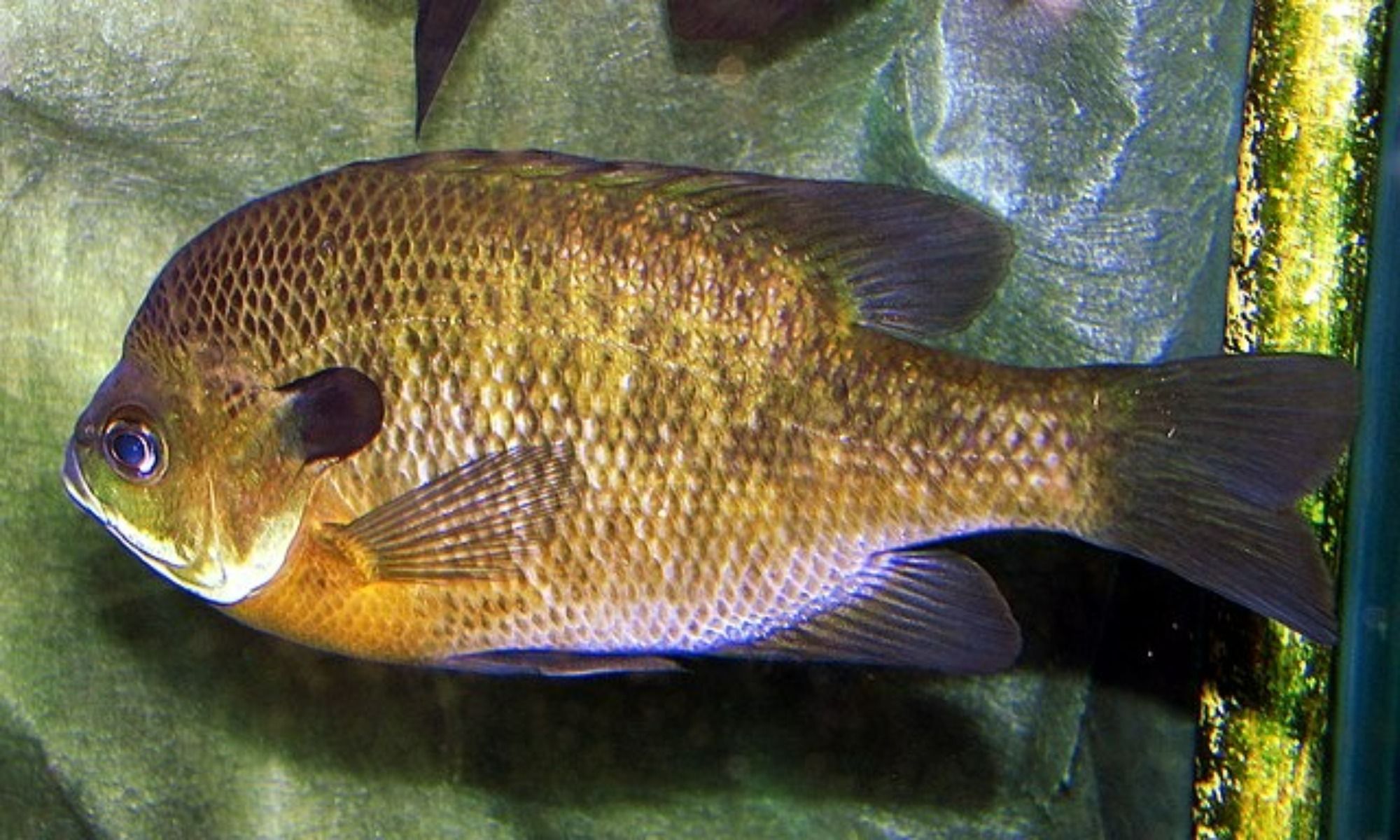 Top 10 Locations for Fishing Bluegill