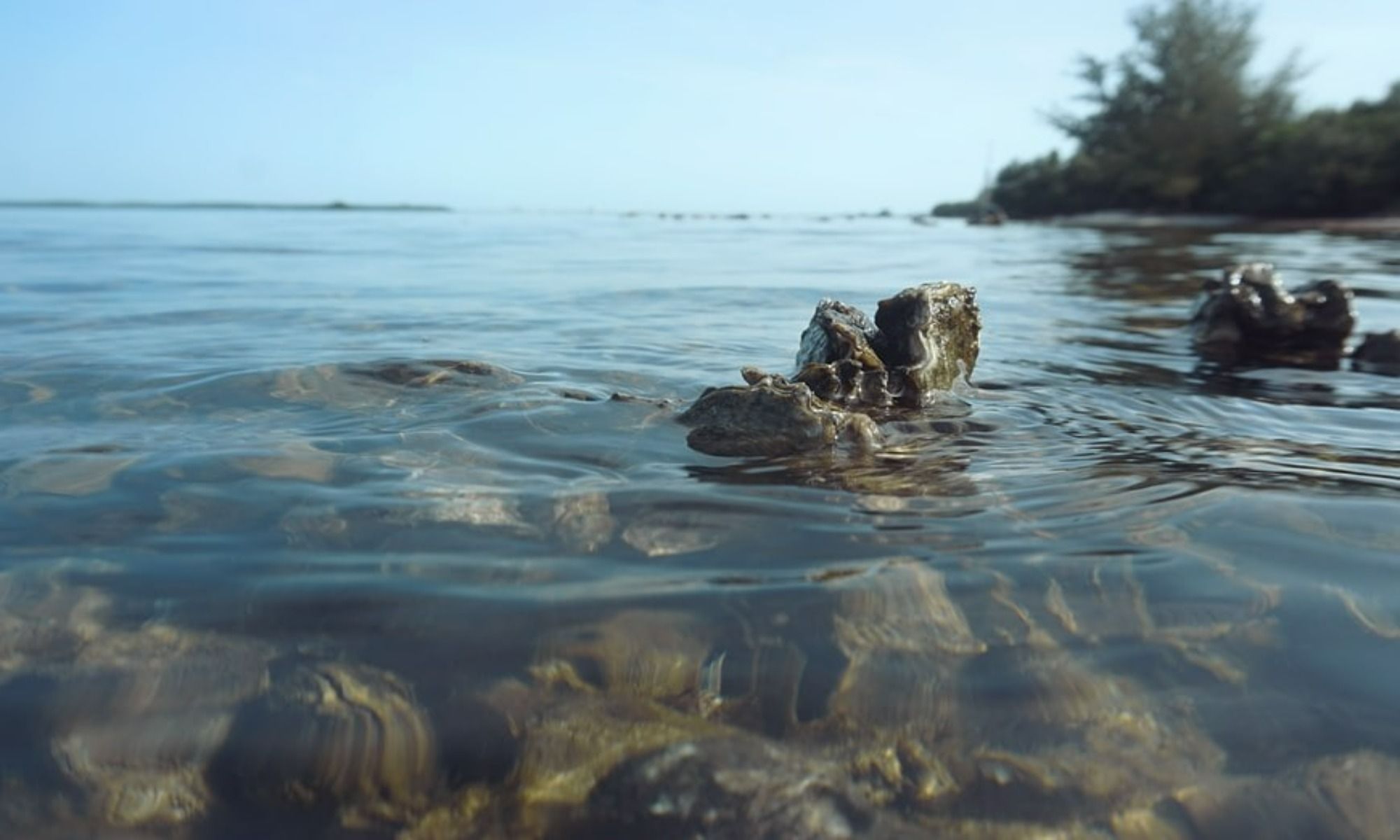 Mud Flats Versus Grass Flats: How to Identify Them on a Satellite