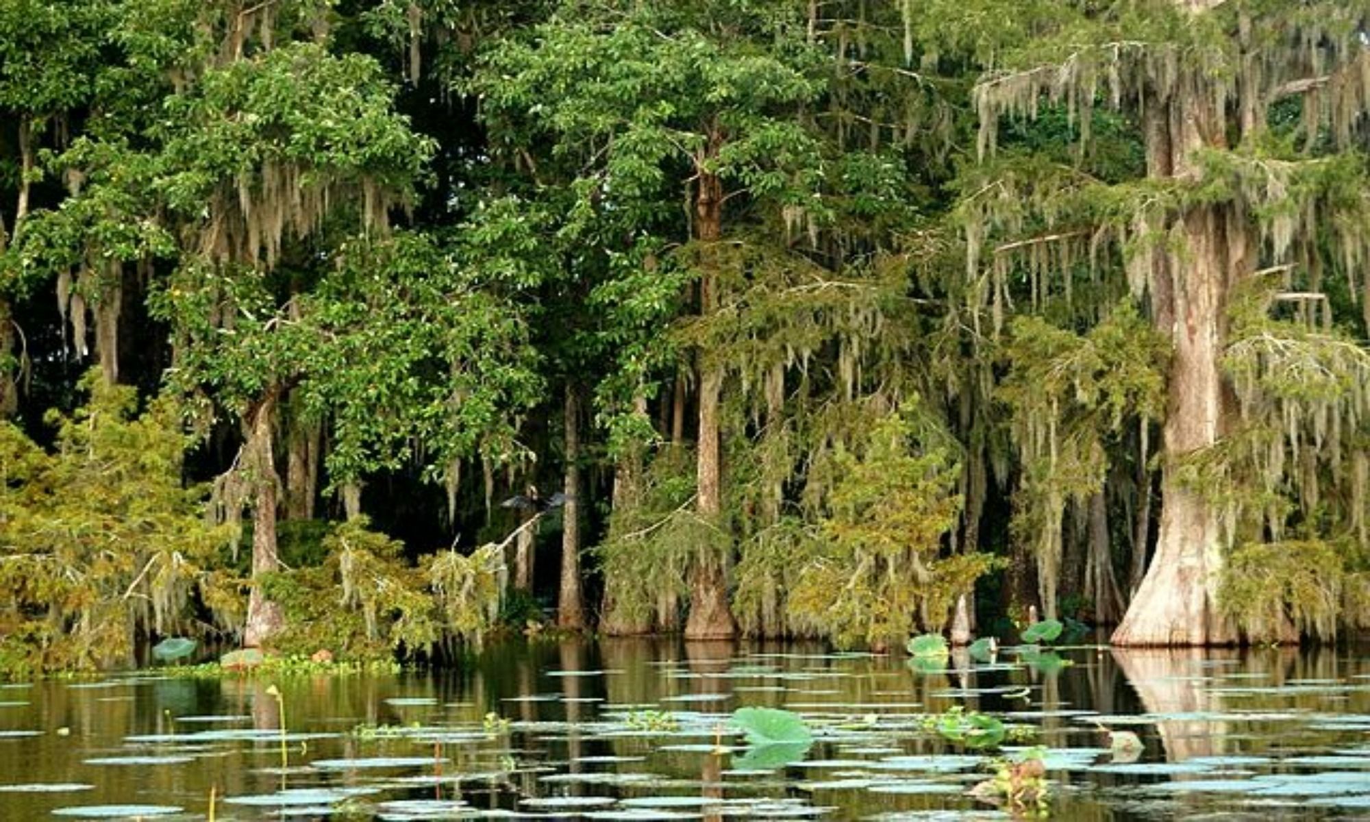 Book A Fishing Charter To Broussard, LA