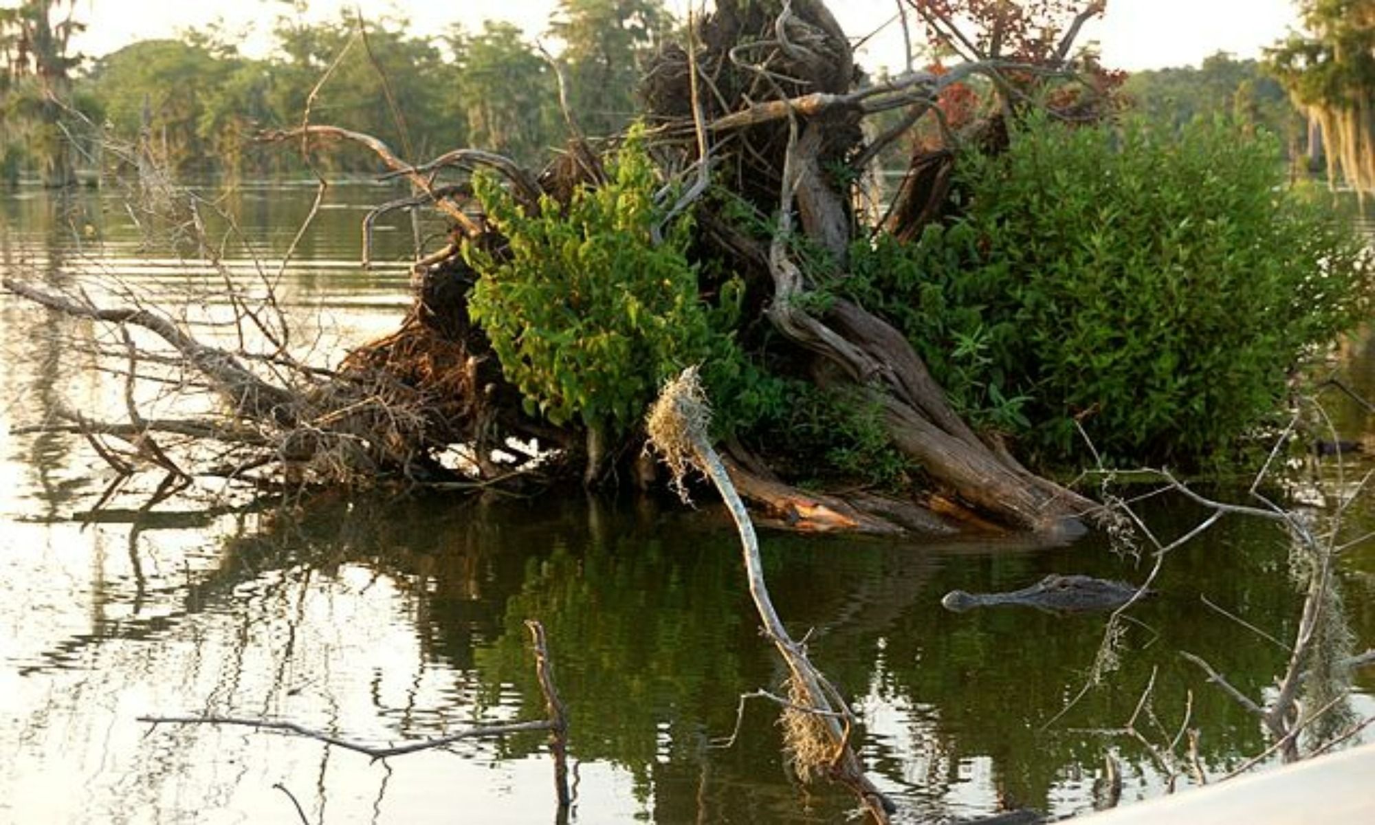 Broussard, LA Fishing: An Angling Paradise on the Mountain Ridge