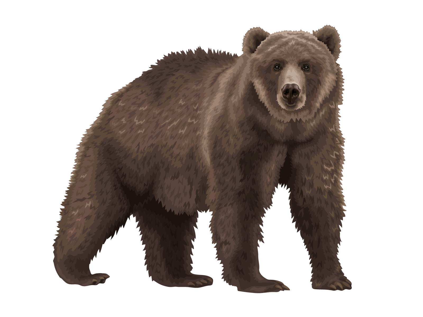 Brown Bear