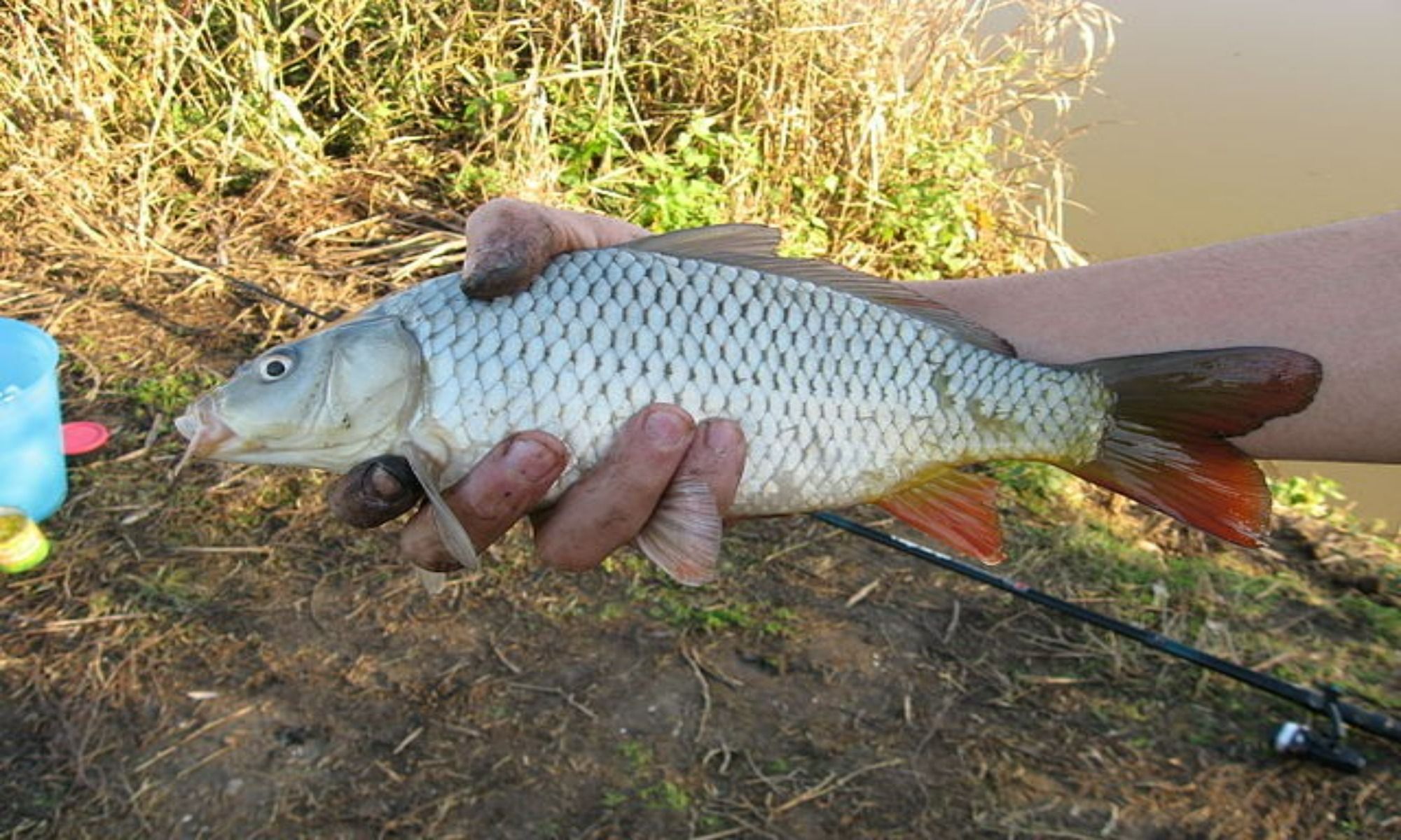 10 Tips for Carp Fishing