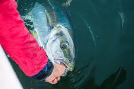 catching kingfish in Atlanta.jfif