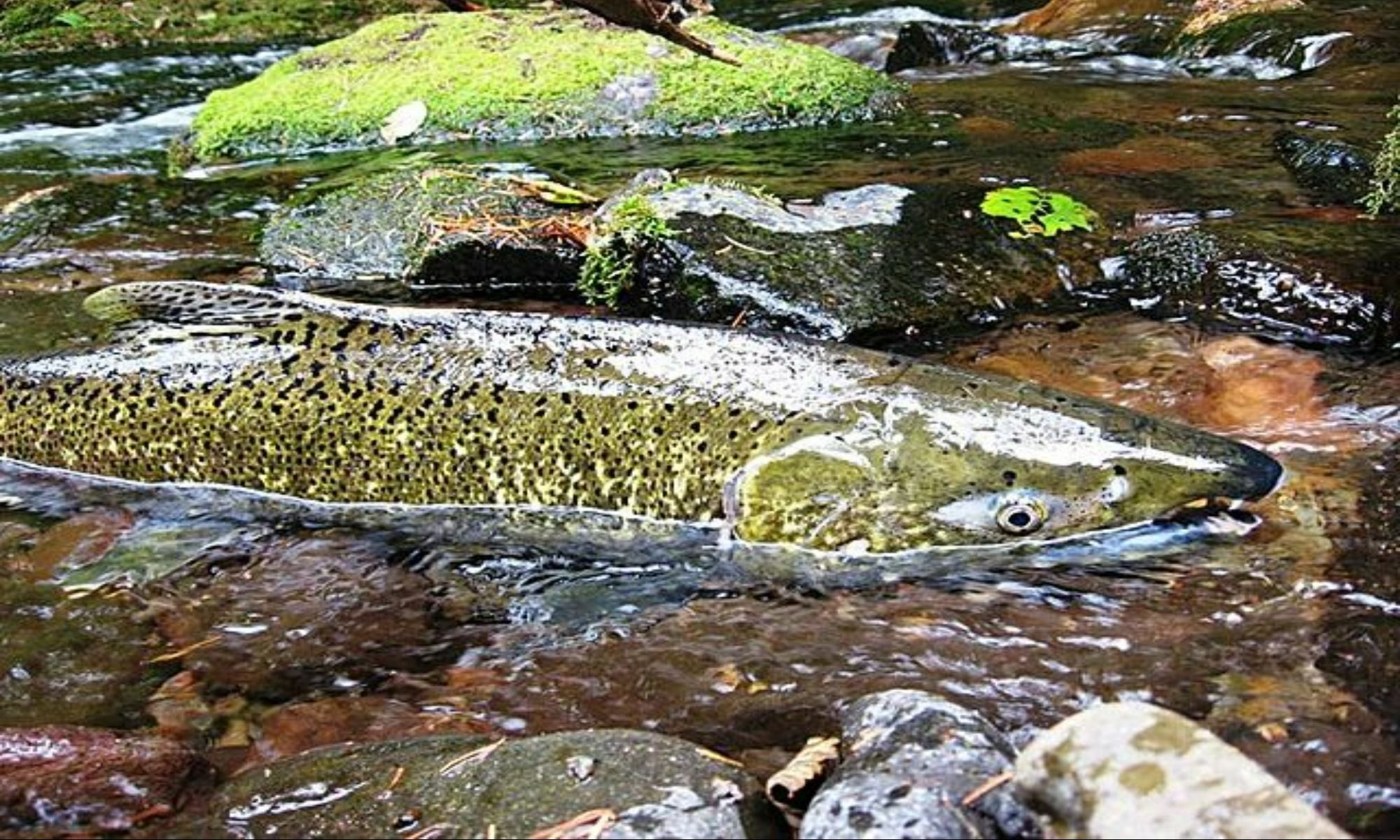 Chinook vs. Coho: What’s the Difference?