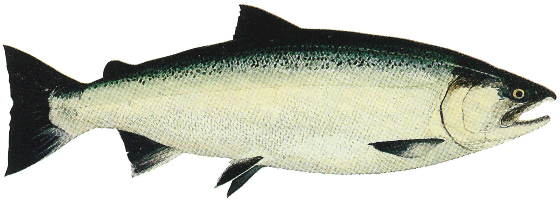Coho Salmon view when in ocean