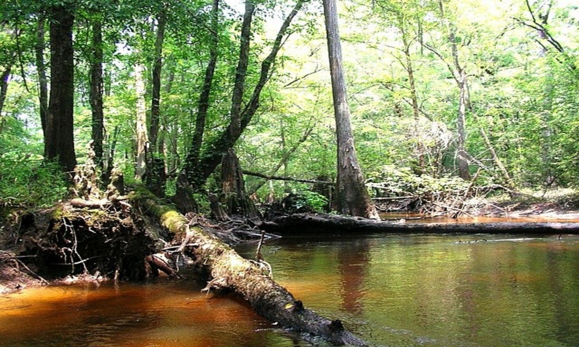 Cope, SC Fishing: The Small and Rustic Getaway in South Carolina
