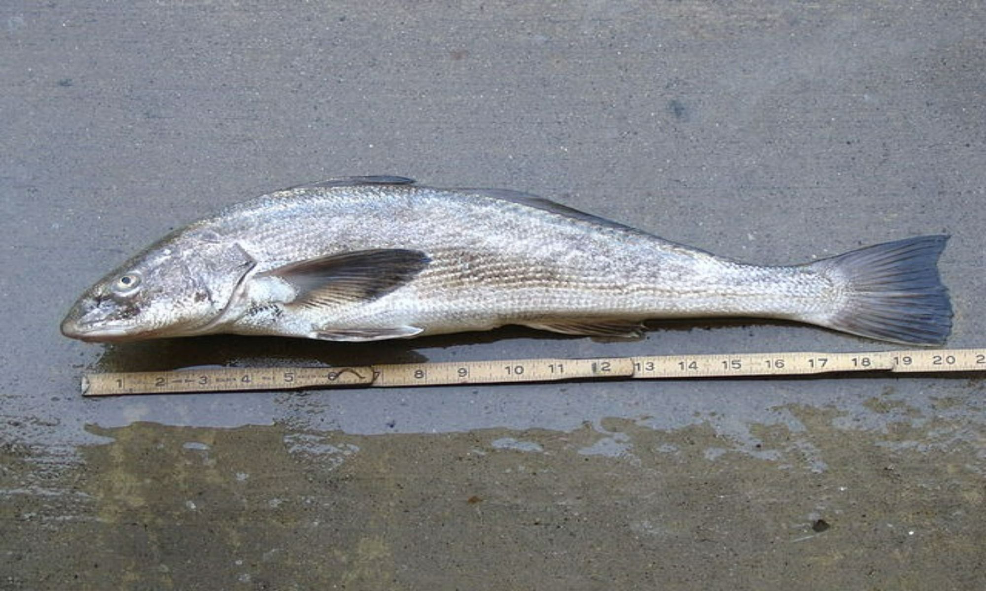 The Best Way to Fish for Corbina | Guidesly