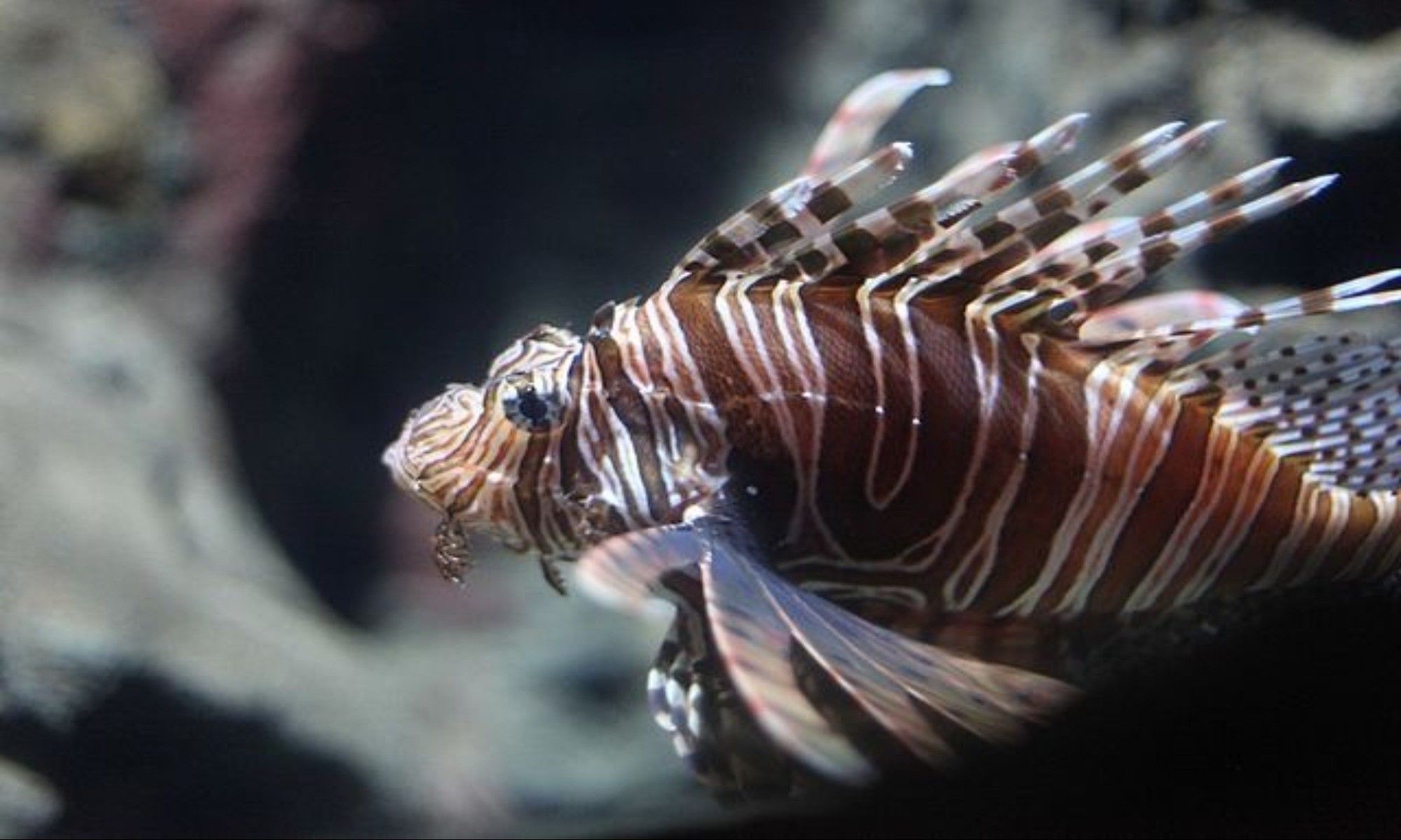 Most Dangerous Fish That You Should Know