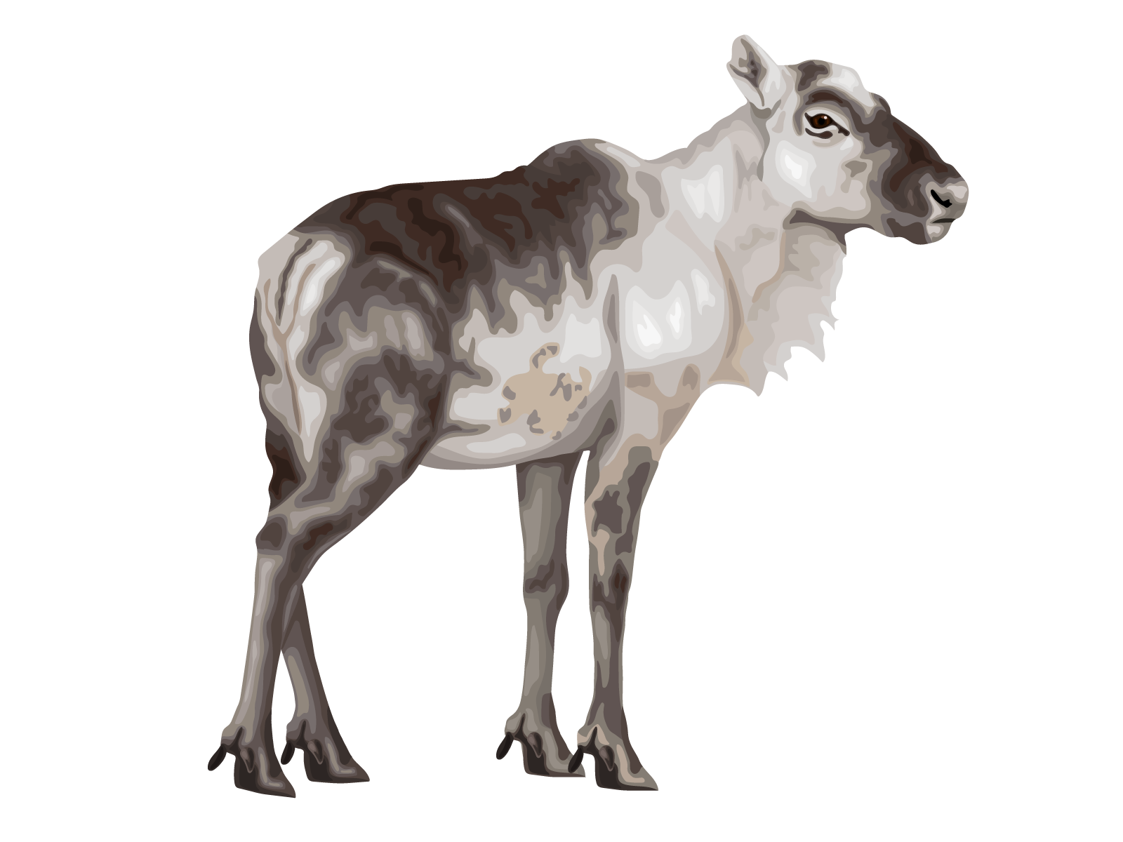 Dolphin Caribou