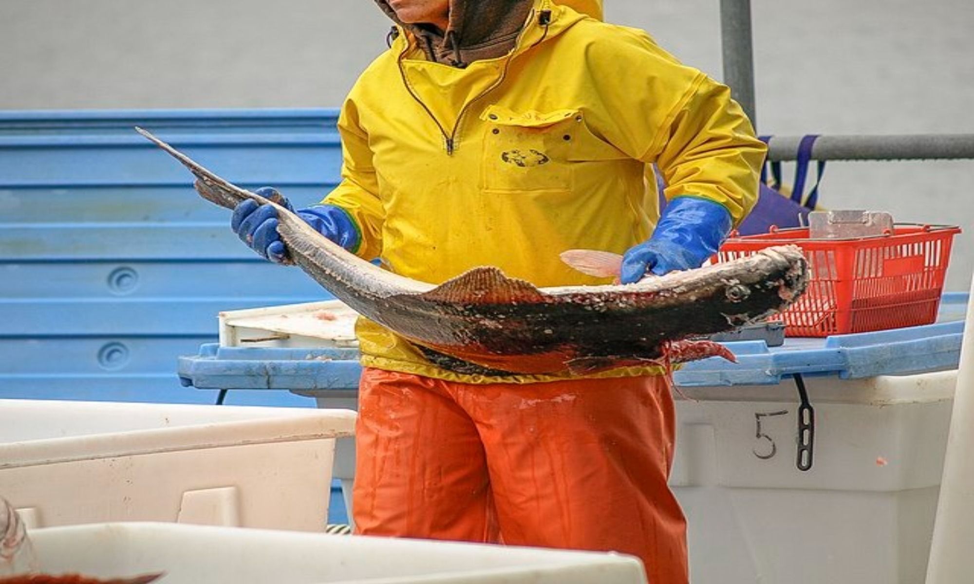 Flounder vs. Halibut: What’s the Difference?