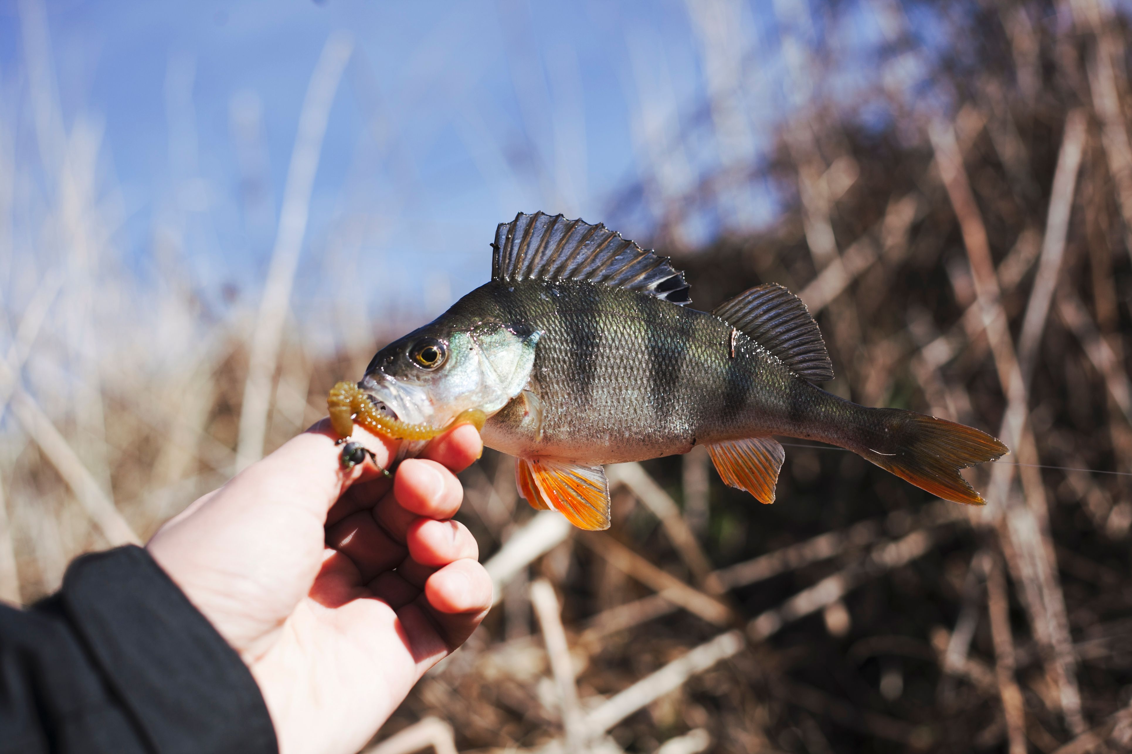 Hard-to-Catch Fish Species: Why Guides Matter More Than Ever