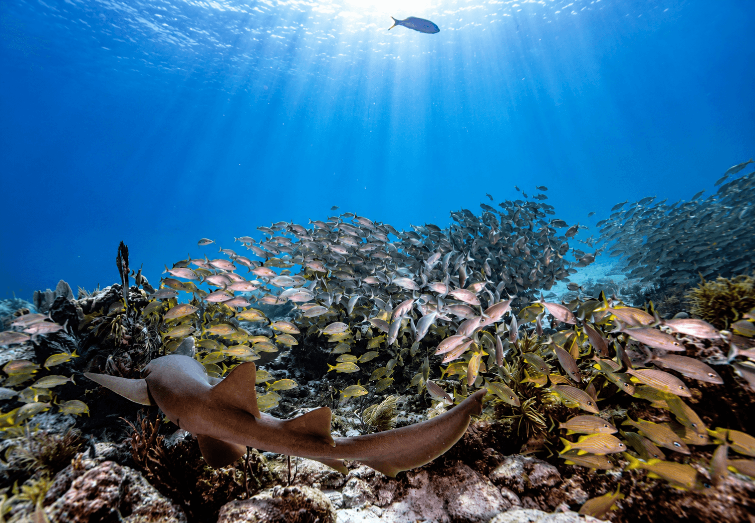 Scuba Dive in the Florida Keys: Every Certification Course at Key Dives, From First Breath to Divemaster