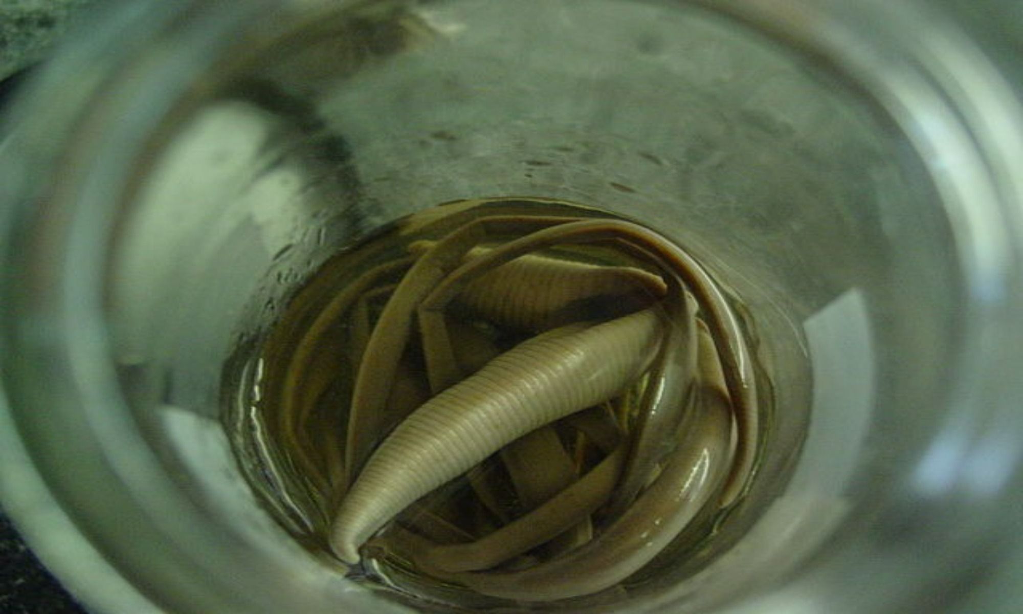 leech inside a tube glass