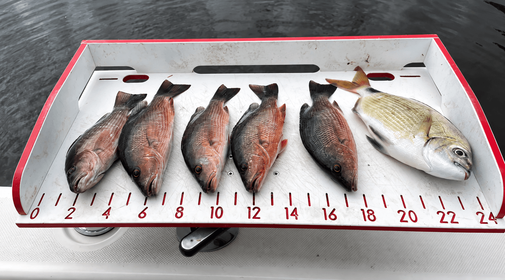 Why Do Mangrove Snapper Stop Biting After Chumming?