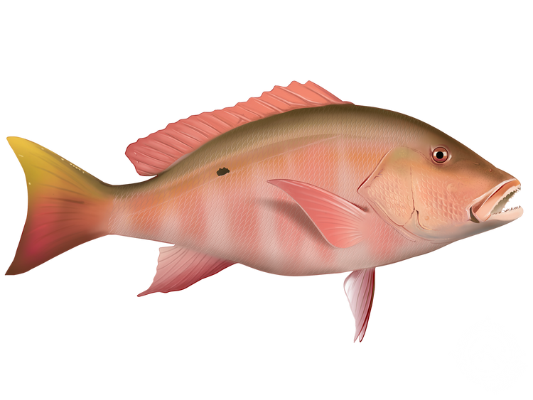 medium_Mutton_Snapper_ID_1600x
