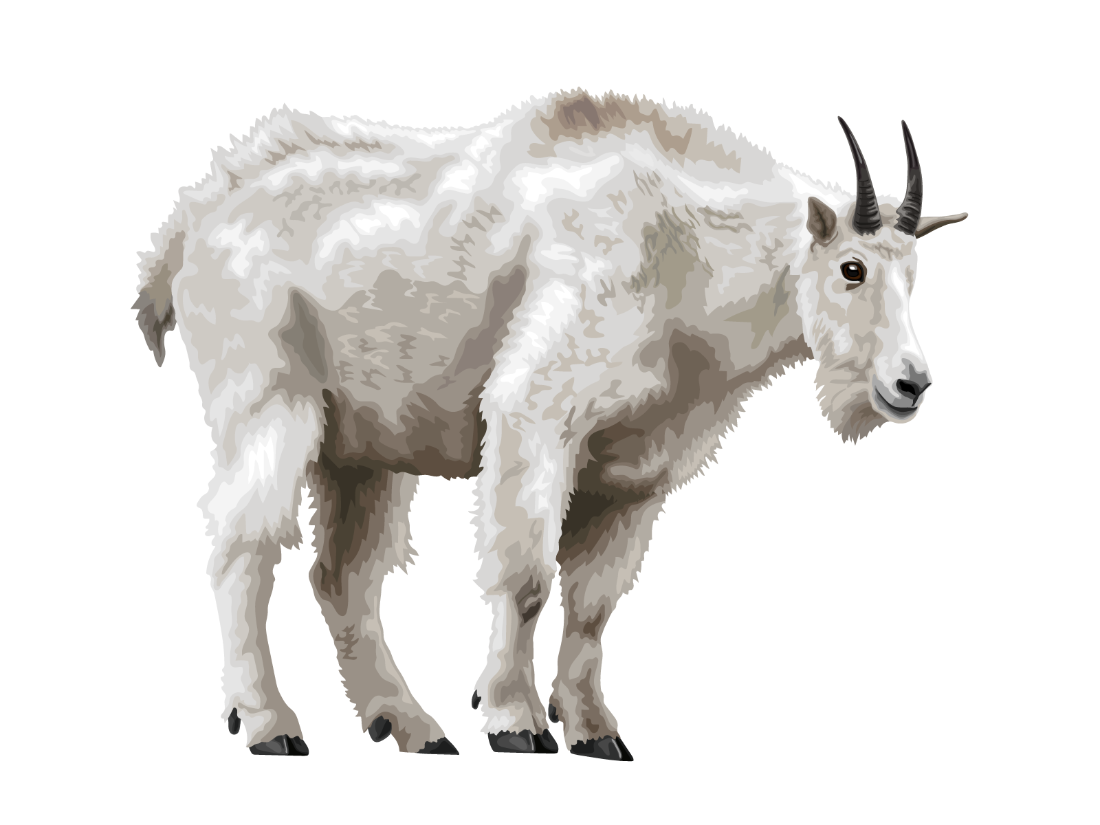 Mountain Goat