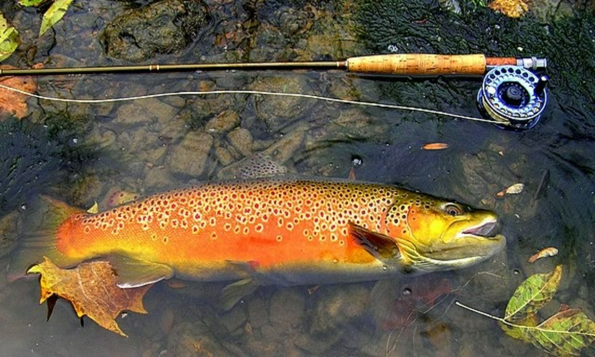 Double Nymph Rigs You Should Know About