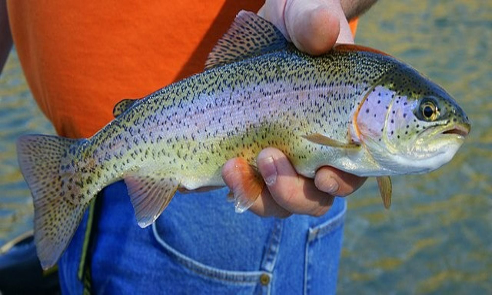  10 Tips for Fishing Rainbow Trout
