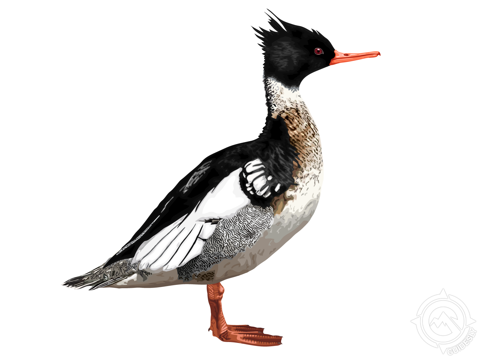 Red-breasted Merganser