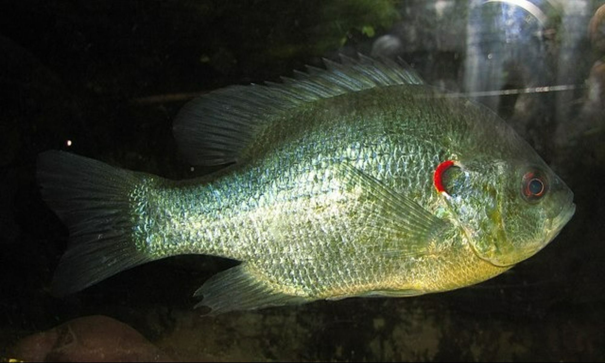 The Best Baits for Fishing Redear Sunfish