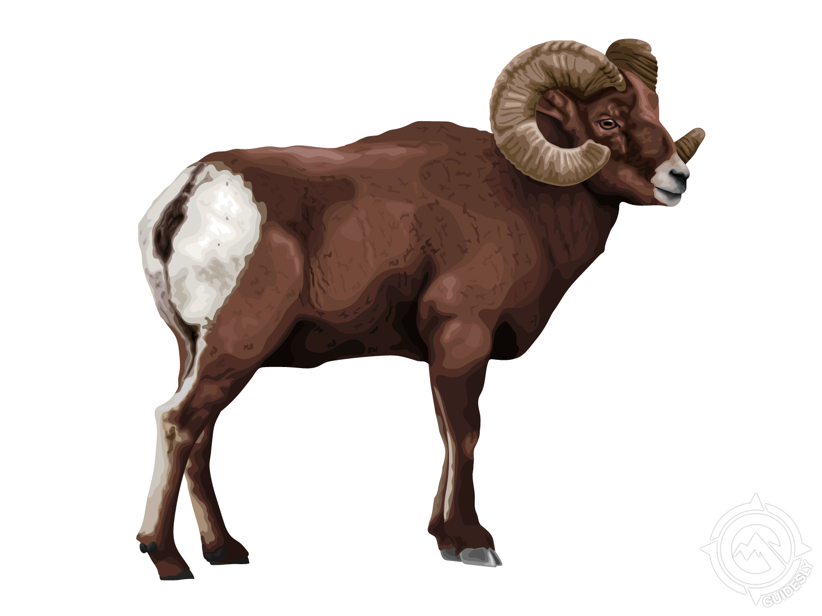 Rocky Mountain Bighorn Sheep