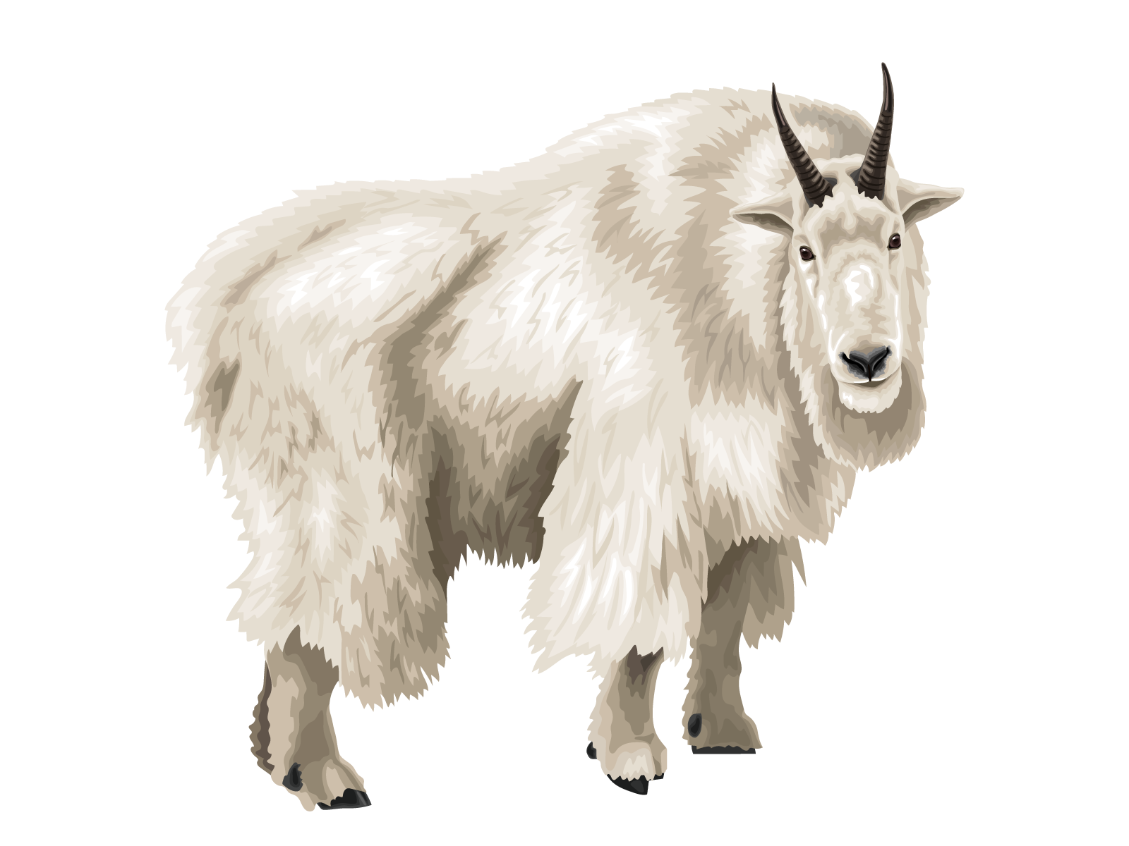 Rocky Mountain Goat