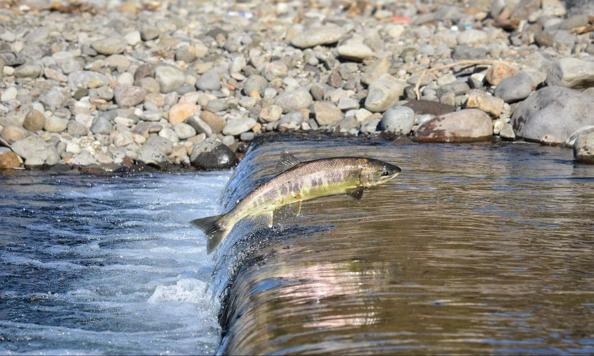 How Salmons Make a Decision as a Group