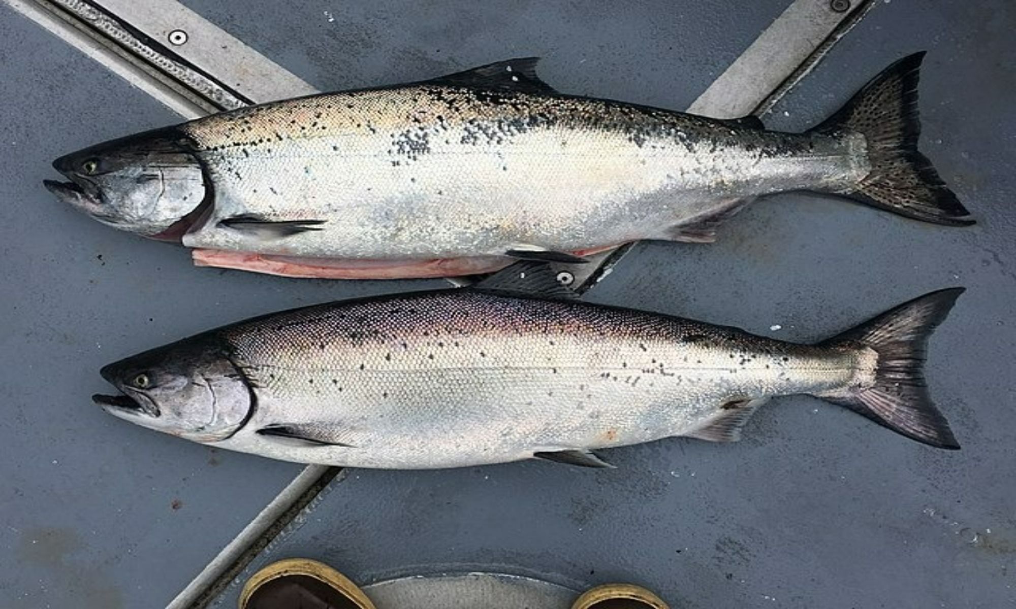 Buoy 10 Salmon Run