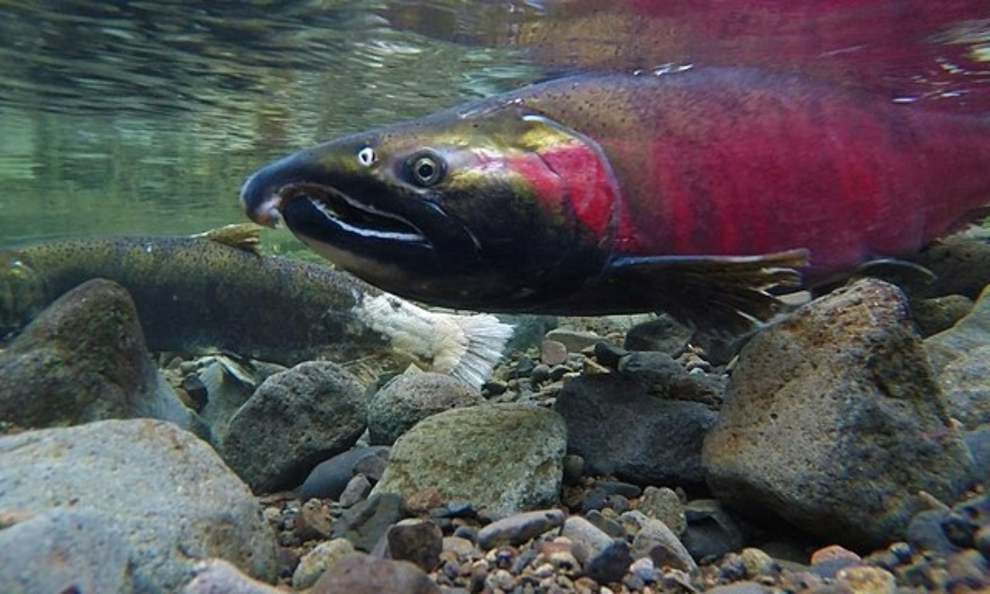 Why Is Salmon Special?