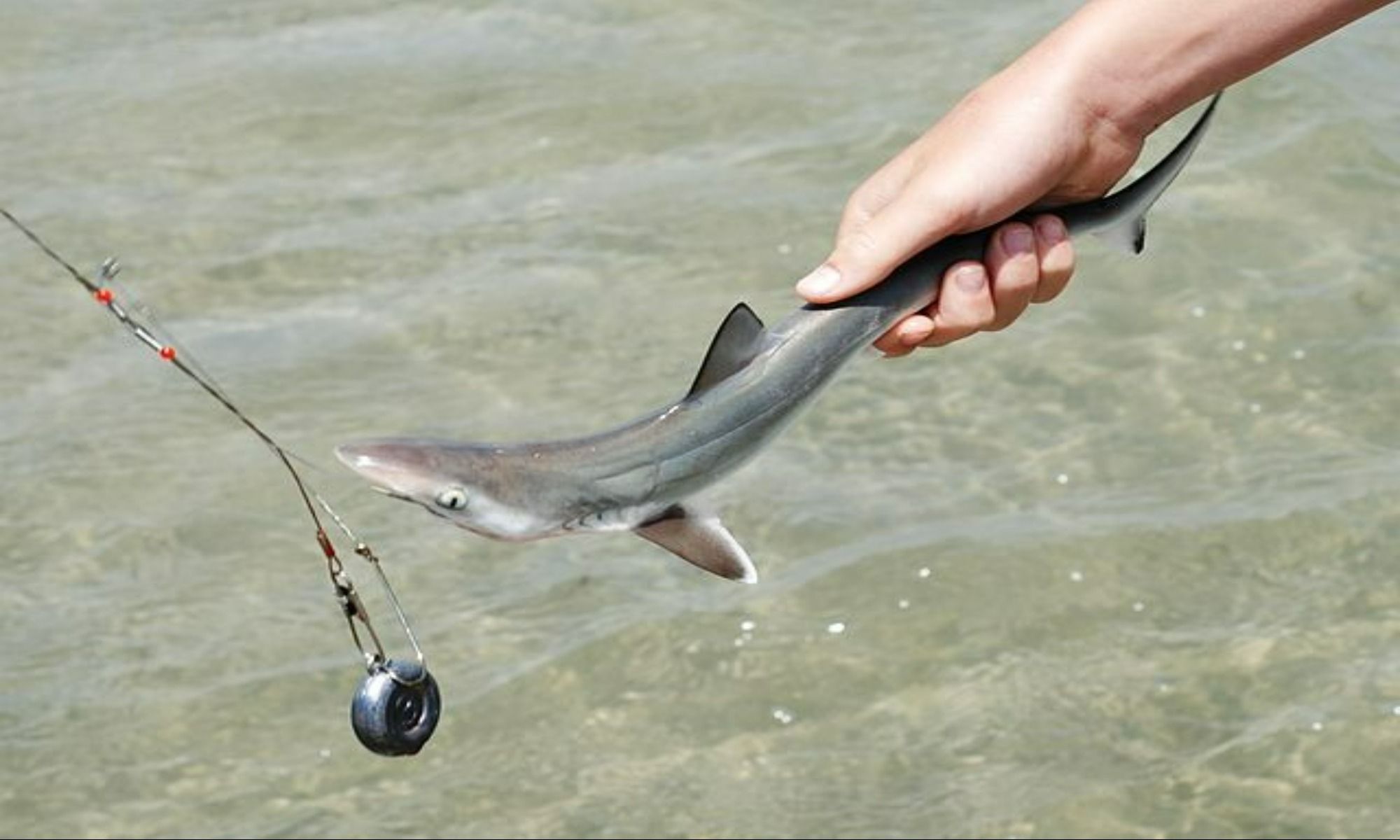 baby shark, bait