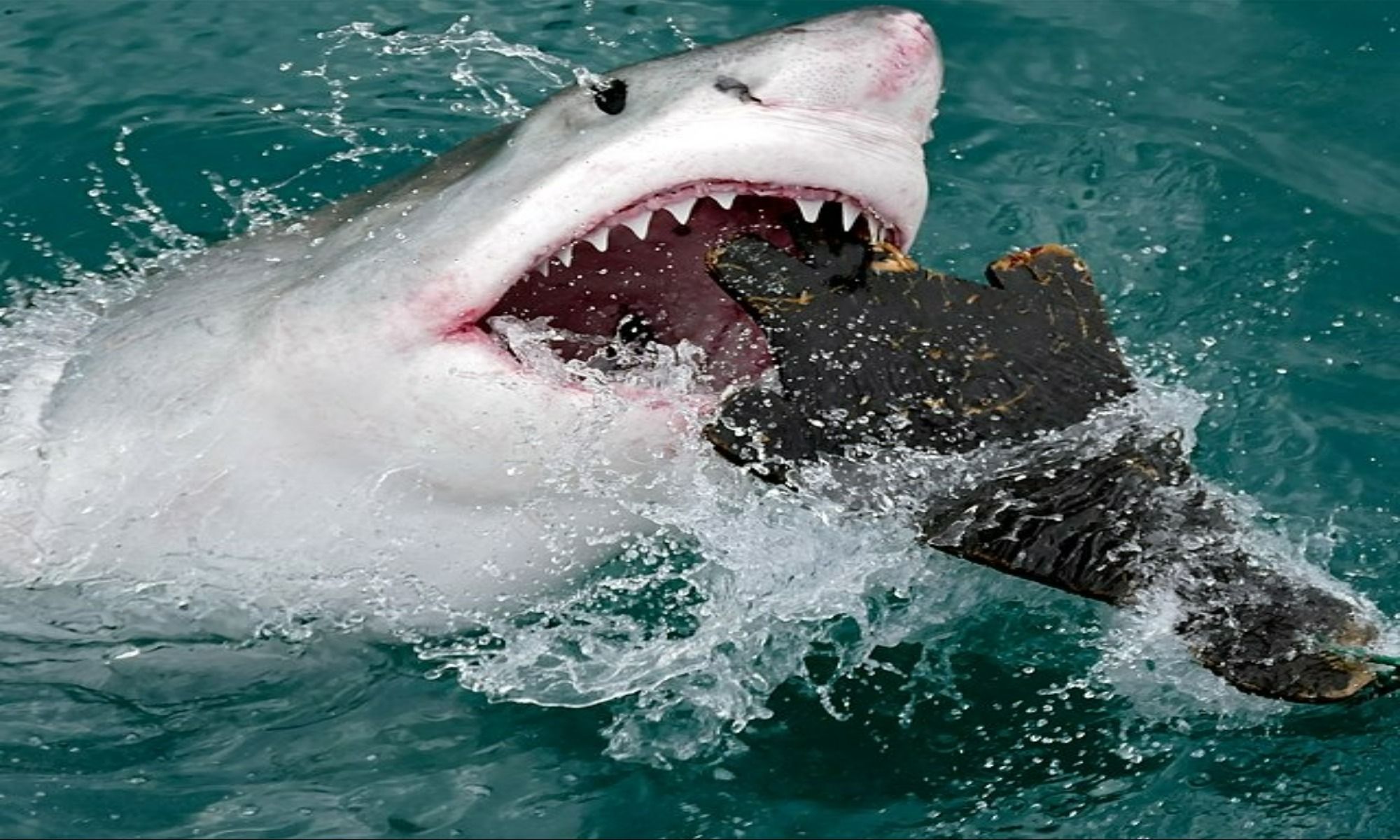 Recreational Shark Fishing