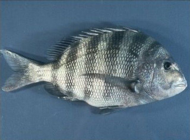 Sheepshead Fishing: How to Rig Live Shrimp