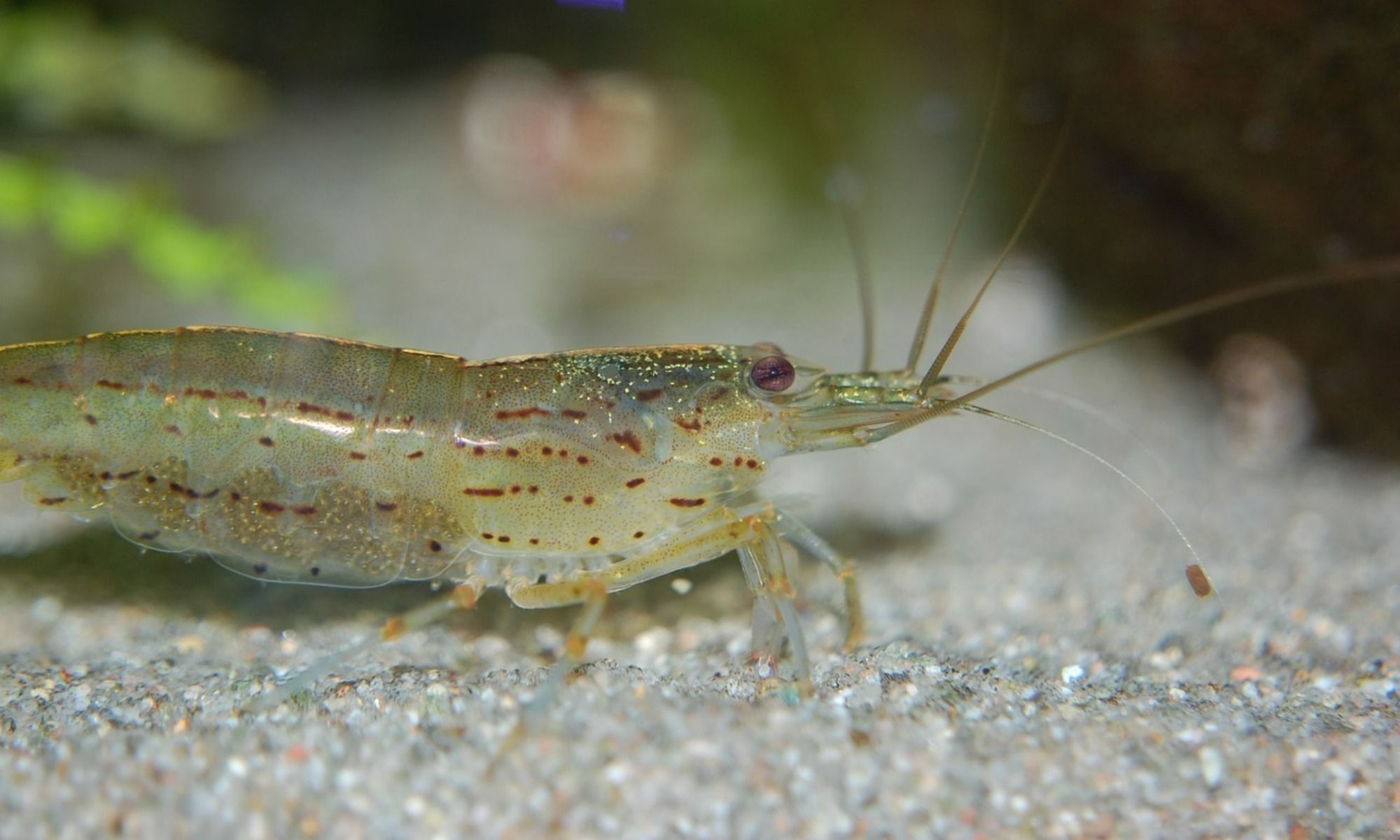 Live Shrimp lure for Flounder
