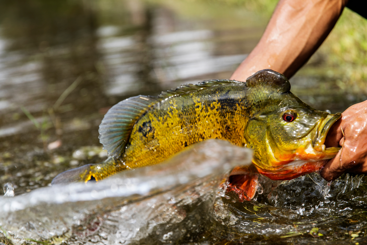 Guide Q&A- Most Difficult Species to Fish For