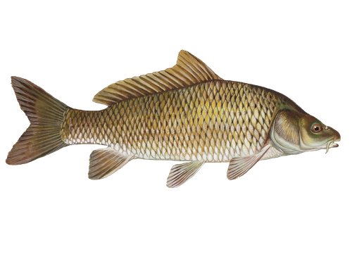 Common Carp