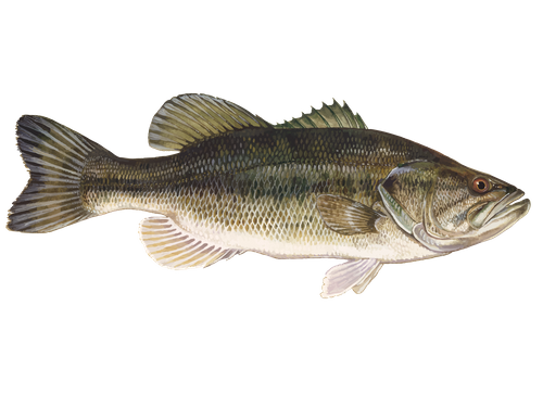 Largemouth Bass