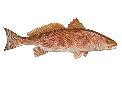 Redfish