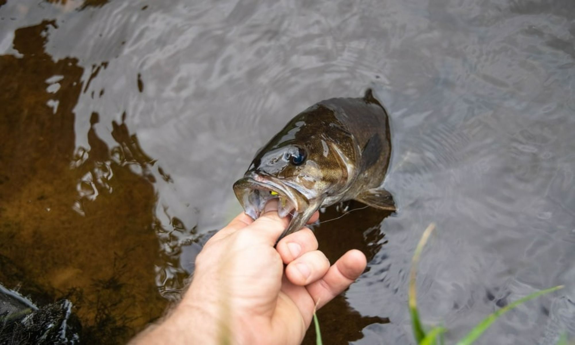 Smallmouth Bass: Top 10 Places They Go To