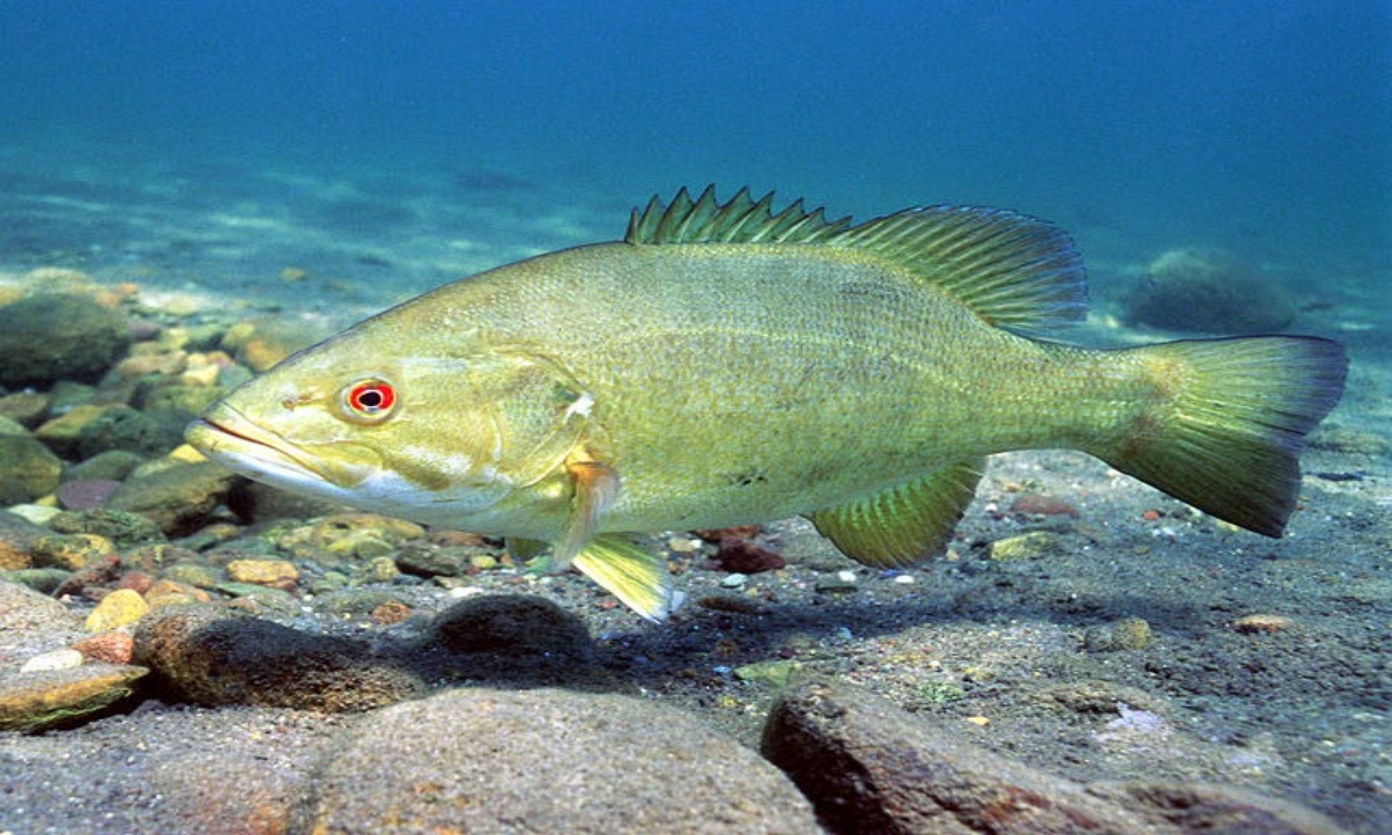 Successful Smallmouth Bass Fishing in Clear Water