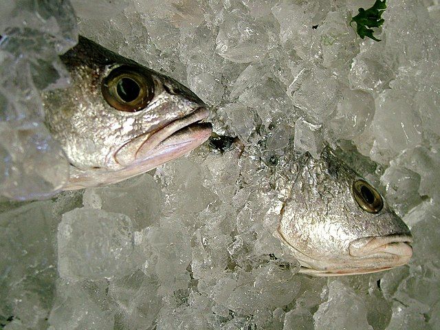 How Long Can You Keep Fish?